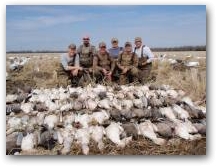 Snow goose Crew 