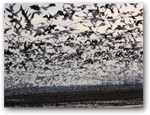 Thousands of Snow geese 