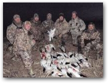 Snow geese piled up 
