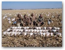 Nice rows of snows 