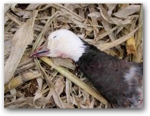 Eagle head 