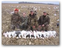 South Dakota Snow geese 