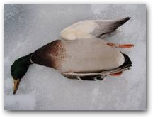 Banded Greenhead 