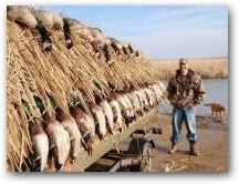 Greenheads and geese 