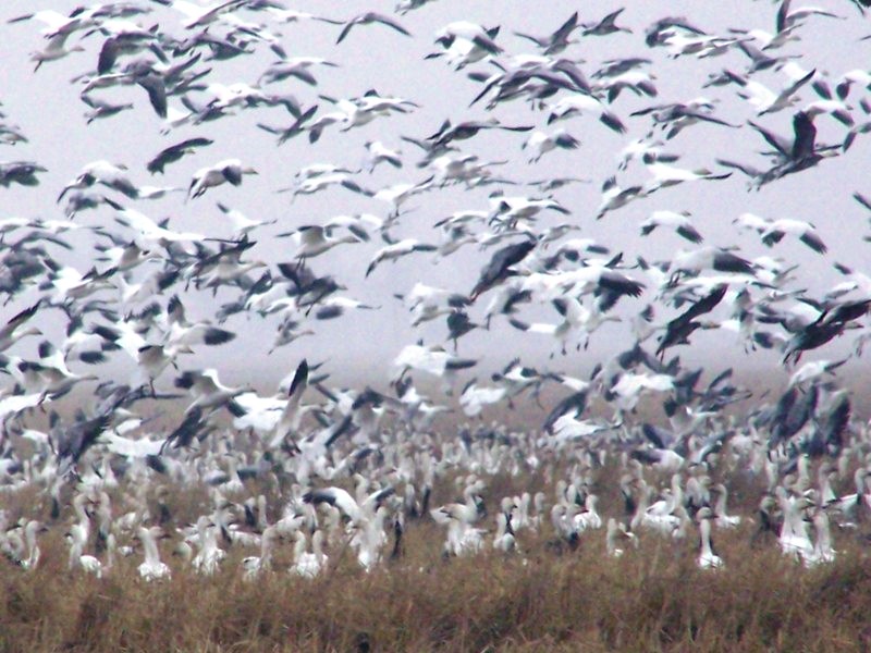 Pictures Of Snow Goose - Free Snow Goose pictures 