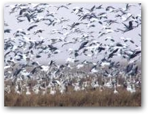 Snow Geese in AR Rice Field  &raquo; Click to zoom ->