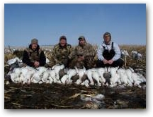 Adult Snows Over Decoys  &raquo; Click to zoom ->