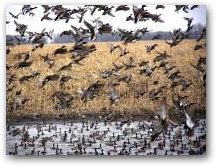 Hunting the Peak Migration  &raquo; Click to zoom ->