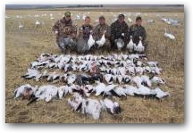 Spring Snow Goose Hunting  &raquo; Click to zoom ->