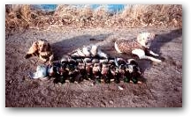 Tired dogs after a good hunt 