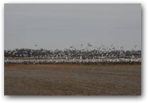 Snow geese in a field 
