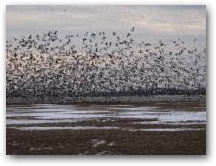 A Snow Goose Tornado 