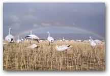 Rainbow over a Snow Goose Decoy Spread 