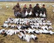 South Dakota spring Snow and Blue goose hunt